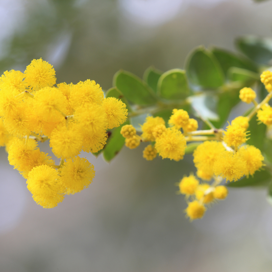 Leatherleaf Acacia