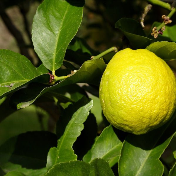 Lemon Improved Meyer - 24”