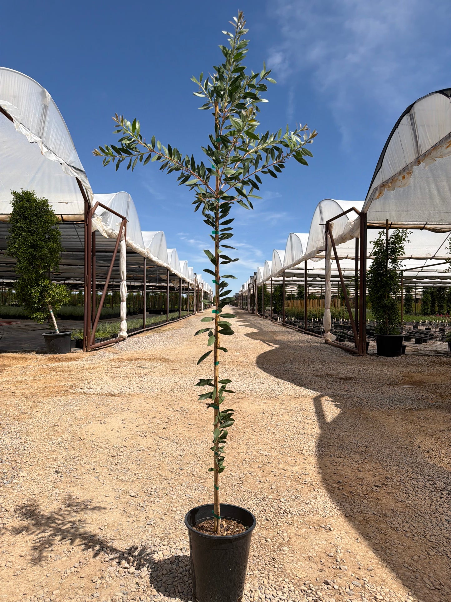 5 gallon Lemon Bottlebrush (Callistemon citrinus) in nursery pot — Phoenix, AZ