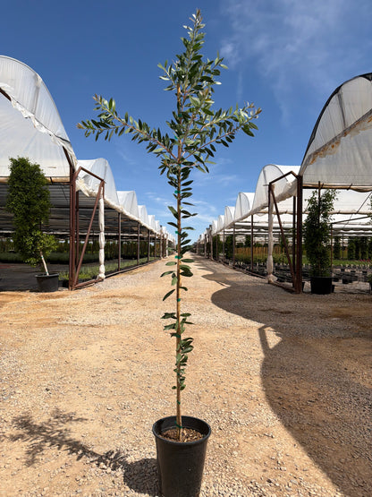 5 gallon Lemon Bottlebrush (Callistemon citrinus) in nursery pot — Phoenix, AZ