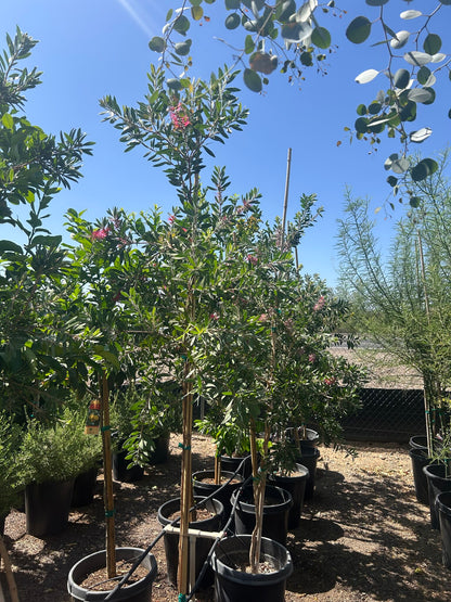 Lemon Bottle Brush Tree