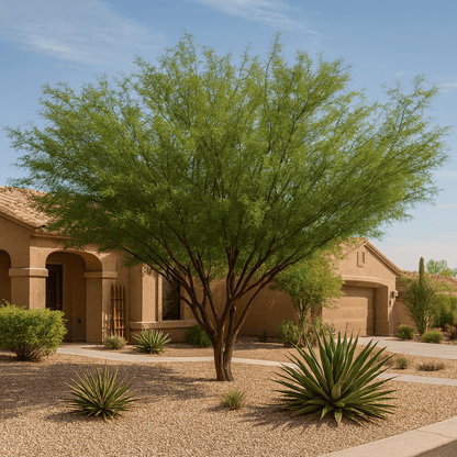 Leslie Roy Mesquite (Prosopis 'Leslie Roy') with wide spreading canopy in desert front yard — Phoenix, AZ