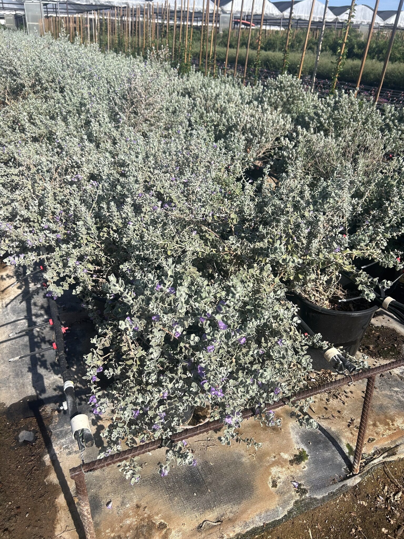 Convent Sage Phoenix, AZ | Leucophyllum frutescens | Three Timbers