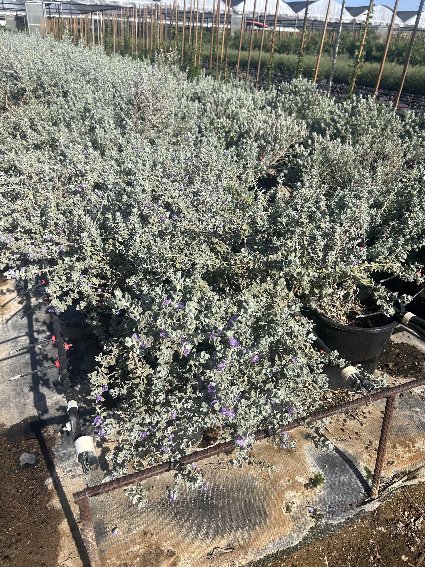Leucophyllum ‘Convent’