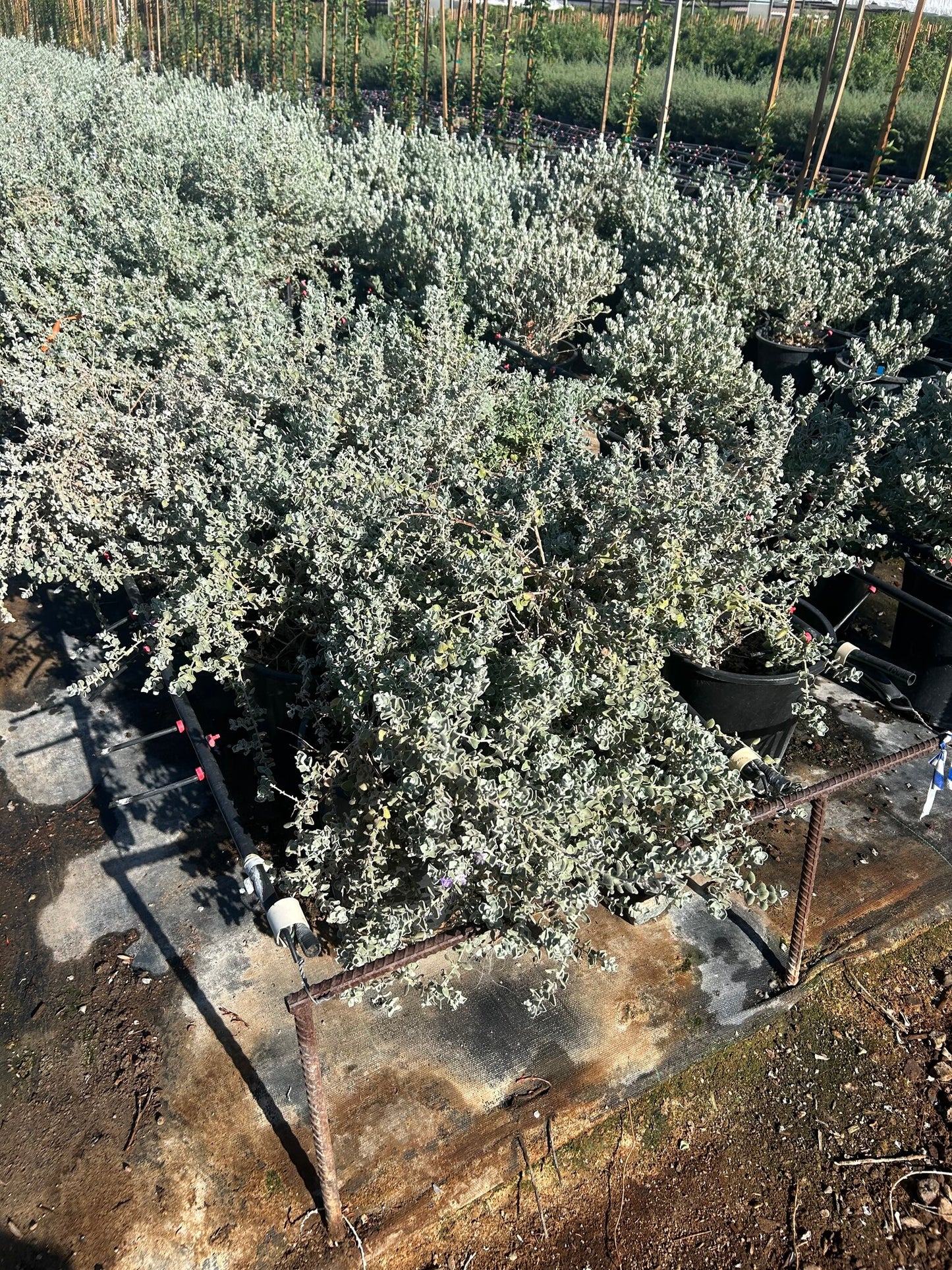 Leucophyllum ‘Convent’