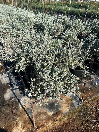 Leucophyllum ‘Convent’