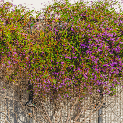 Lilac Vine (Hardenbergia violacea) in full bloom covering wire trellis fence with cascading purple flowers — Phoenix, AZ