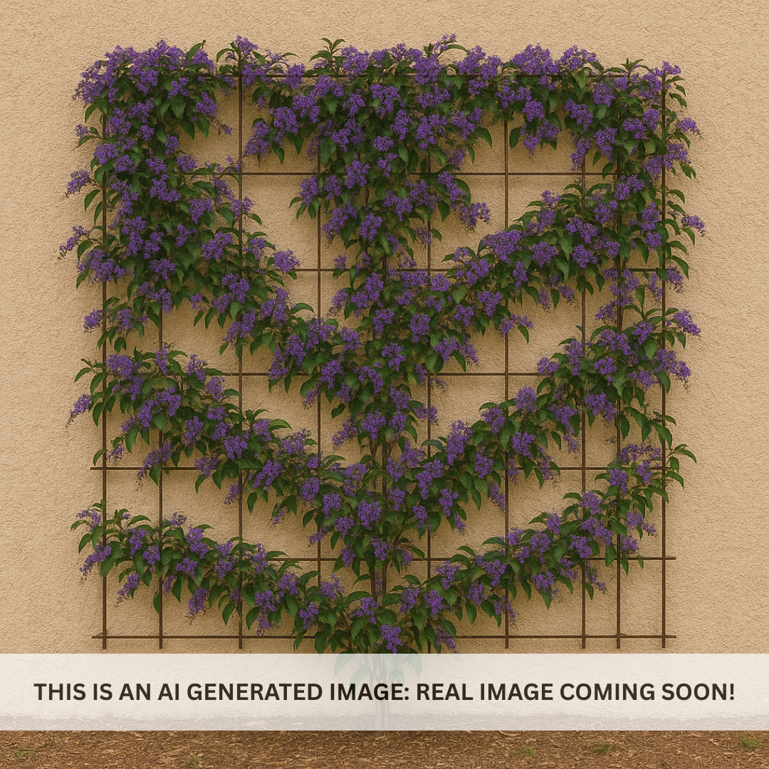 Lilac Vine Espalier