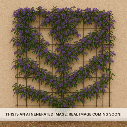 Lilac Vine Espalier