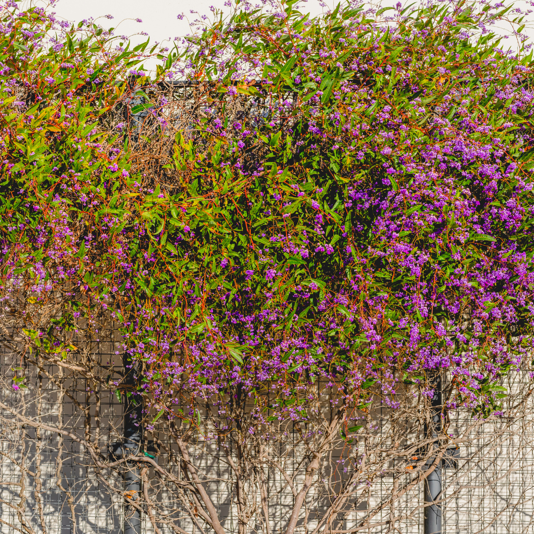 Lilac Vine Trellis