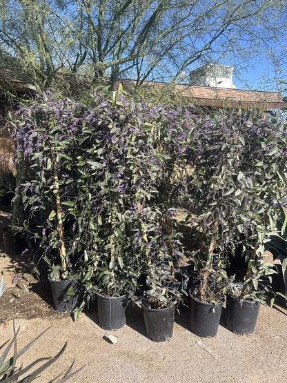 Lilac Vine 3/5 Gallon