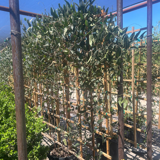 15 gallon Lilac Vine Espalier (Duranta erecta) trained on wooden trellis in nursery — Phoenix, AZ