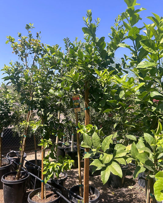 Lisbon Lemon tree with dense evergreen foliage and bright yellow fruit