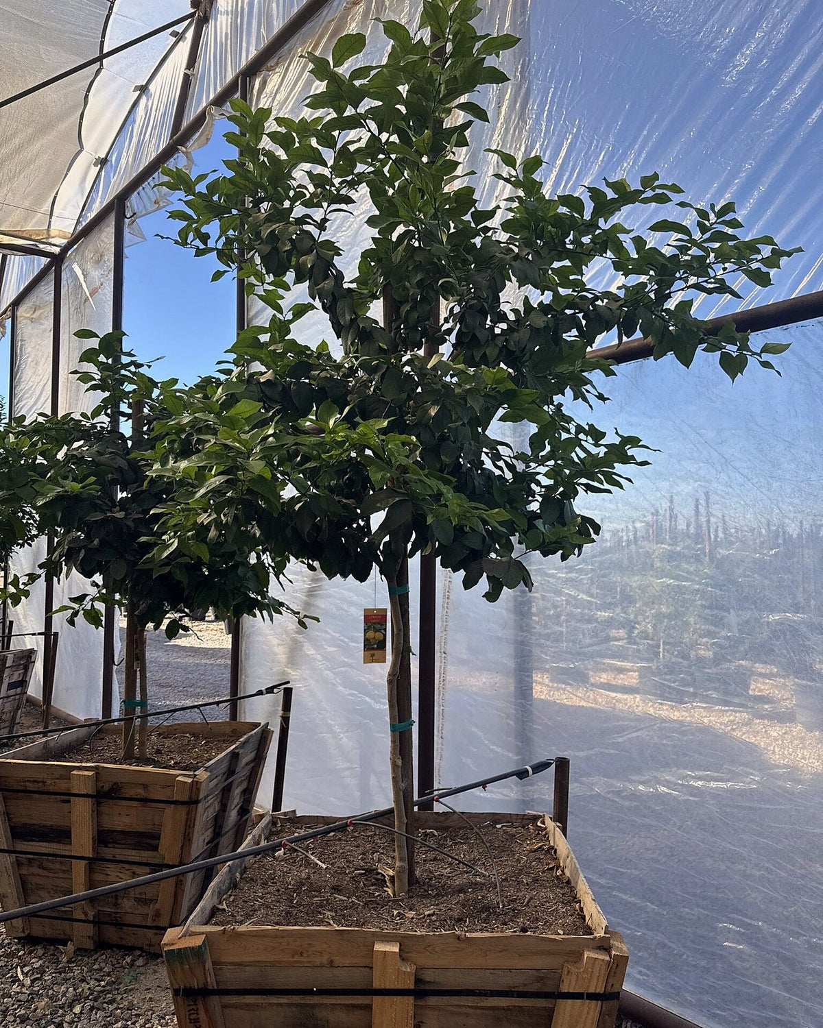 Lisbon Lemon 10/15 Gallon