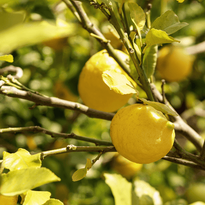 Lisbon Lemon (Citrus limon) ripe yellow lemons on tree close-up — Phoenix, AZ
