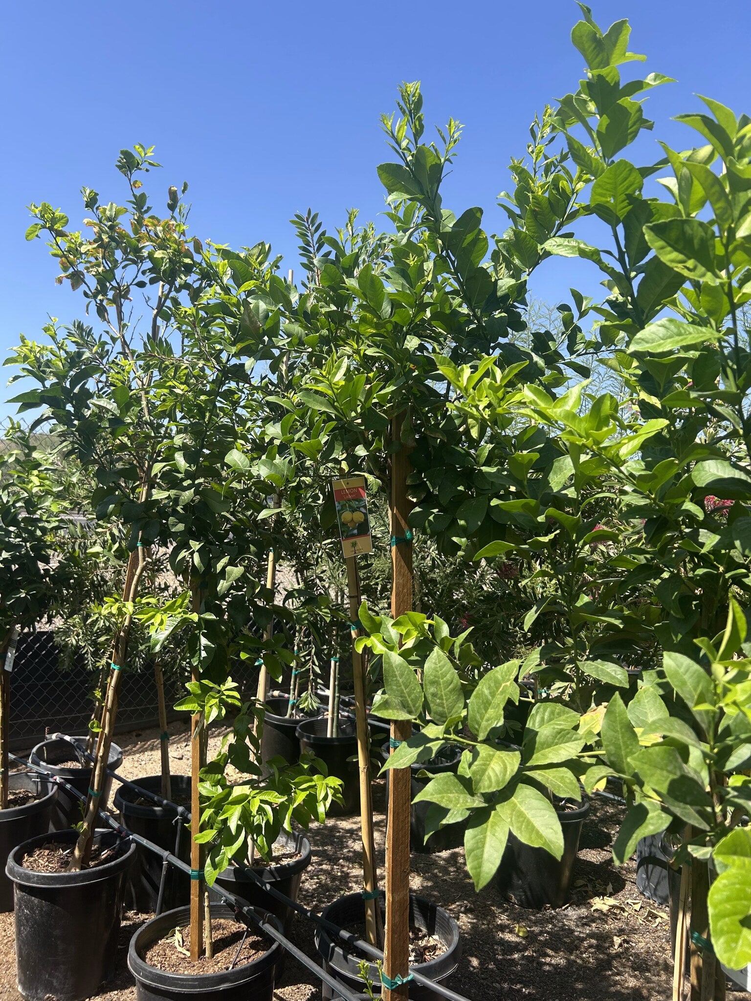 Lisbon Lemon tree with dense evergreen foliage and bright yellow fruit in a Phoenix backyard