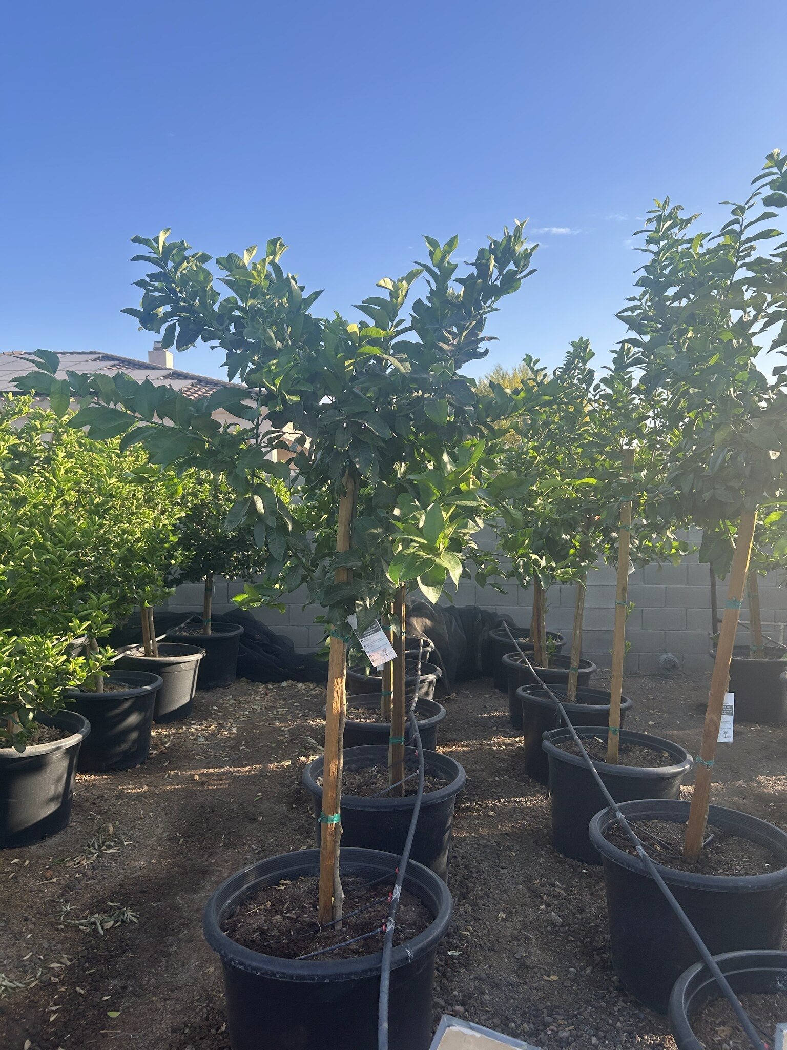 Buy Lisbon Lemon Tree Phoenix, AZ | Citrus limon | Three Timbers
