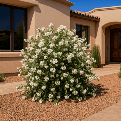 Little Leaf Cordia (Cordia parvifolia) with white blooms in nursery — Phoenix, AZ