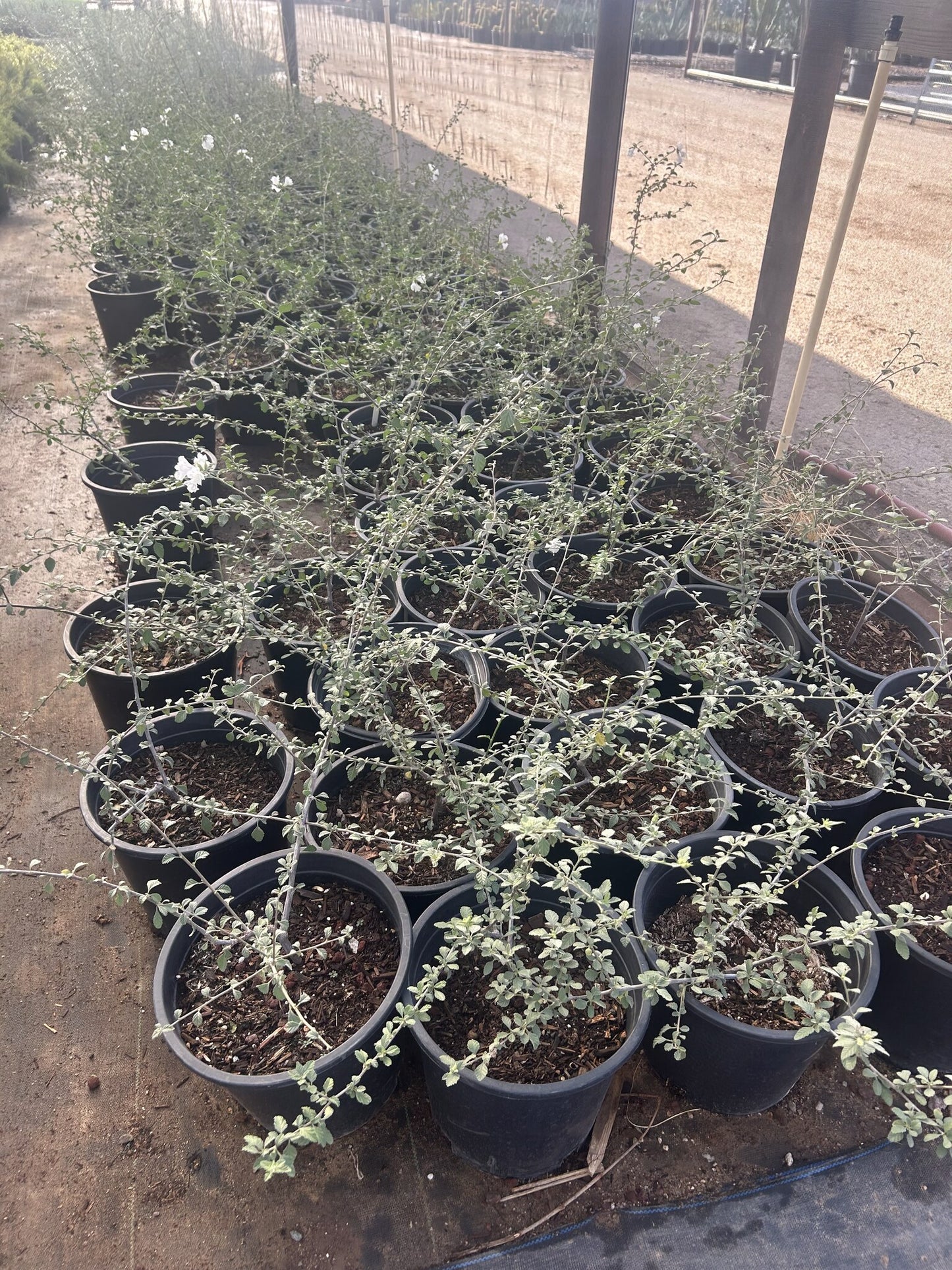 Little Leaf Cordia - 3/5 Gallon