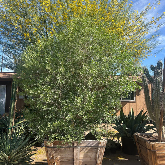 36" box Little League Ash (Fraxinus velutina 'Little League') in nursery pot — Phoenix, AZ