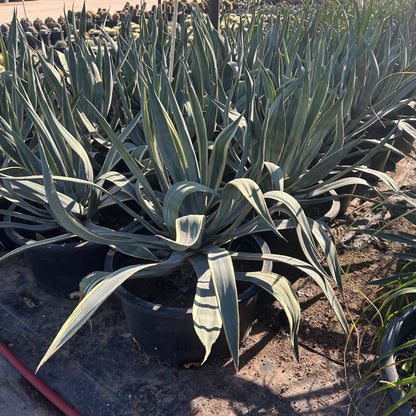 25 gallon Little Miss America Eucalyptus (Corymbia 'Little Miss America') in nursery pot — Phoenix, AZ
