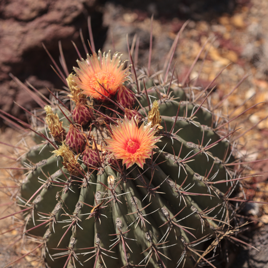 Long Spine Barrel Cactus