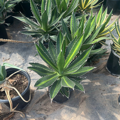 1 gallon Lophanta Agave (Agave lophantha) in nursery pot — Phoenix, AZ
