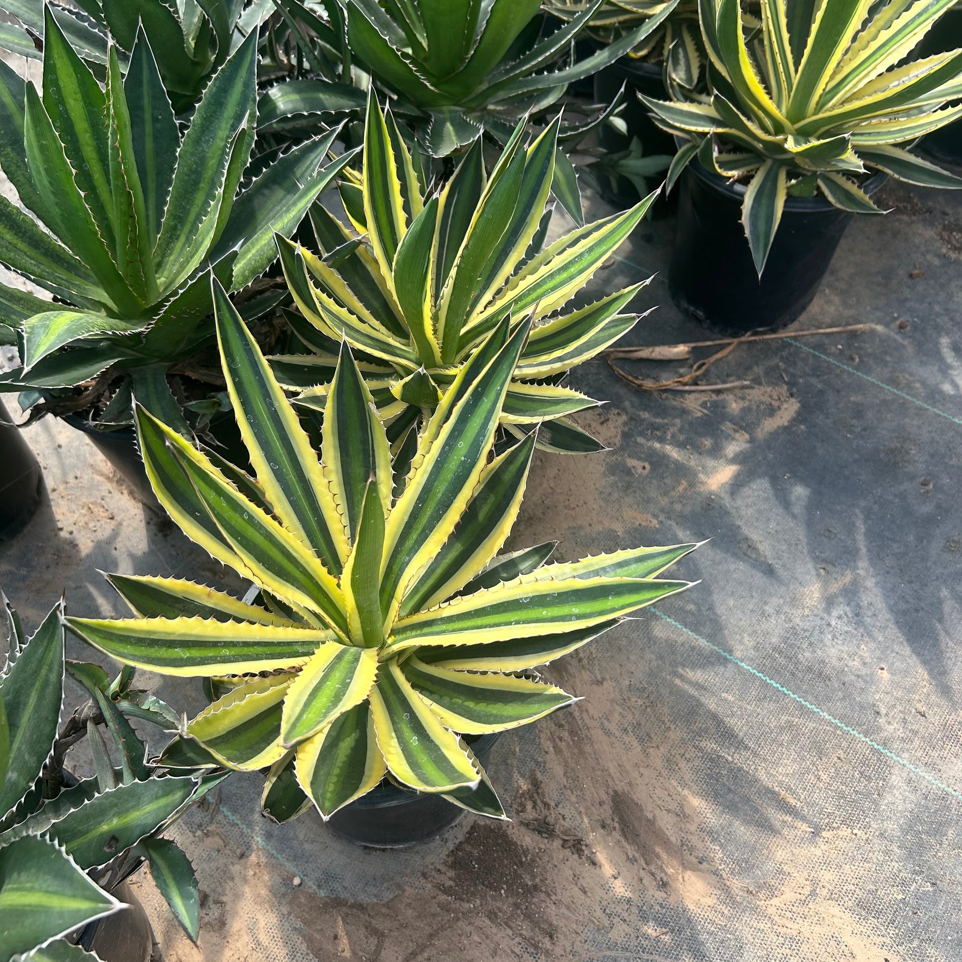 1 gallon Variegated Plume Albizia (Albizia lophantha 'Variegata') in nursery pot — Phoenix, AZ