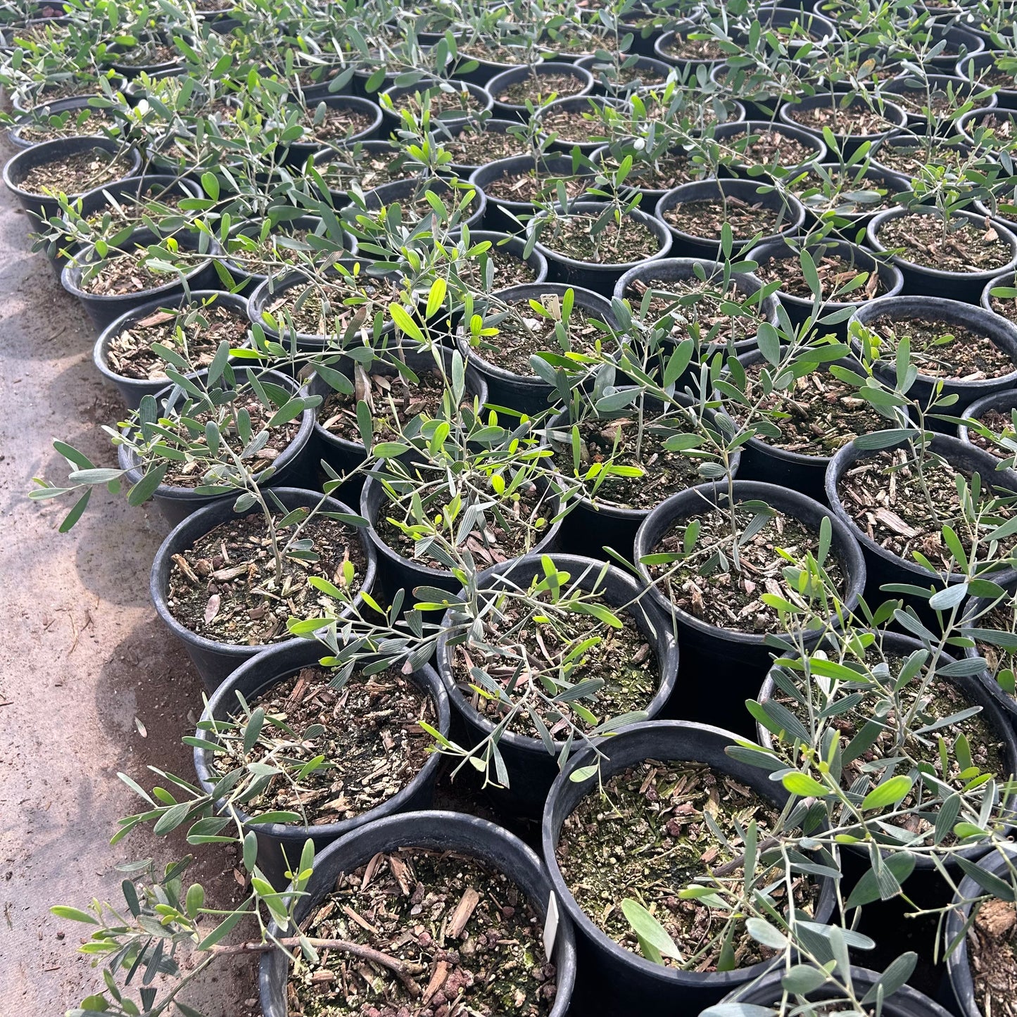 1 gallon Low Boy Acacia (Acacia redolens) in nursery pot — Phoenix, AZ