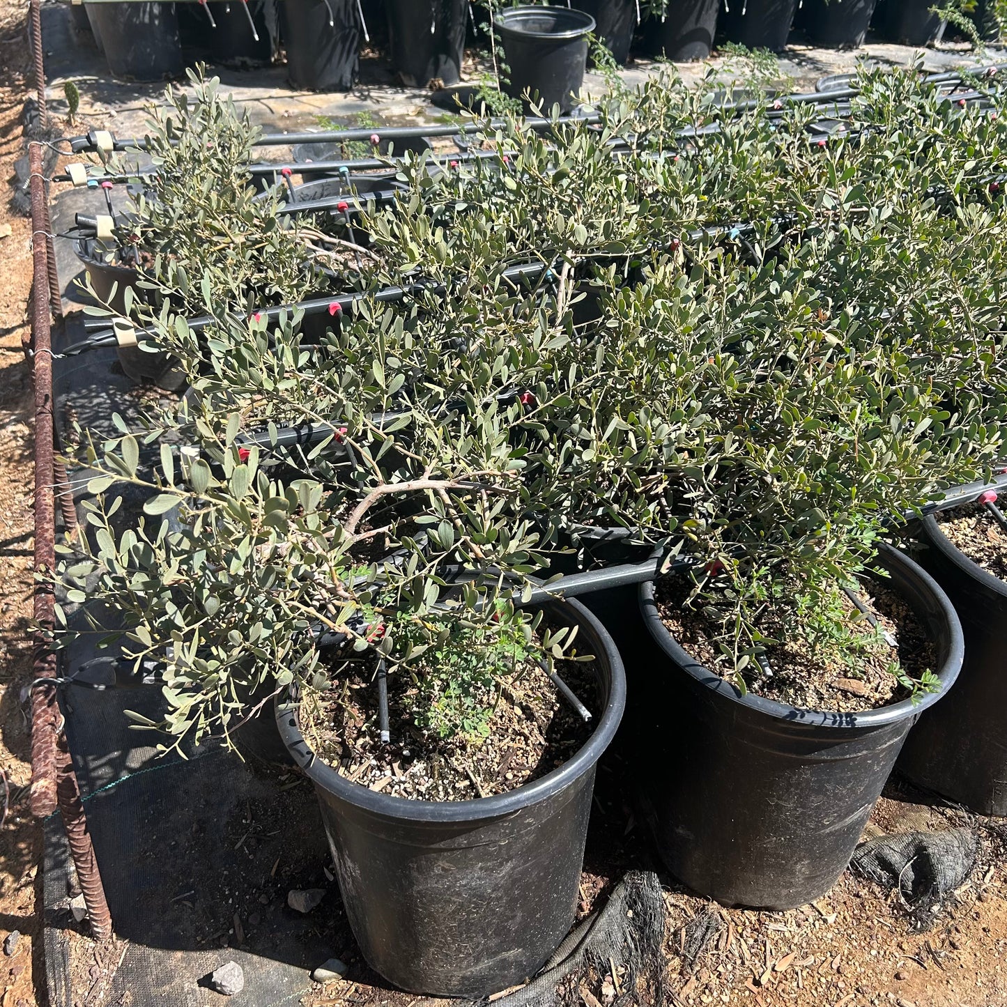 5 gallon Low Boy Acacia (Acacia redolens) in nursery pot — Phoenix, AZ