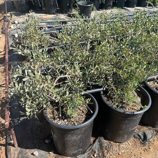5 gallon Low Boy Acacia (Acacia redolens) in nursery pot — Phoenix, AZ
