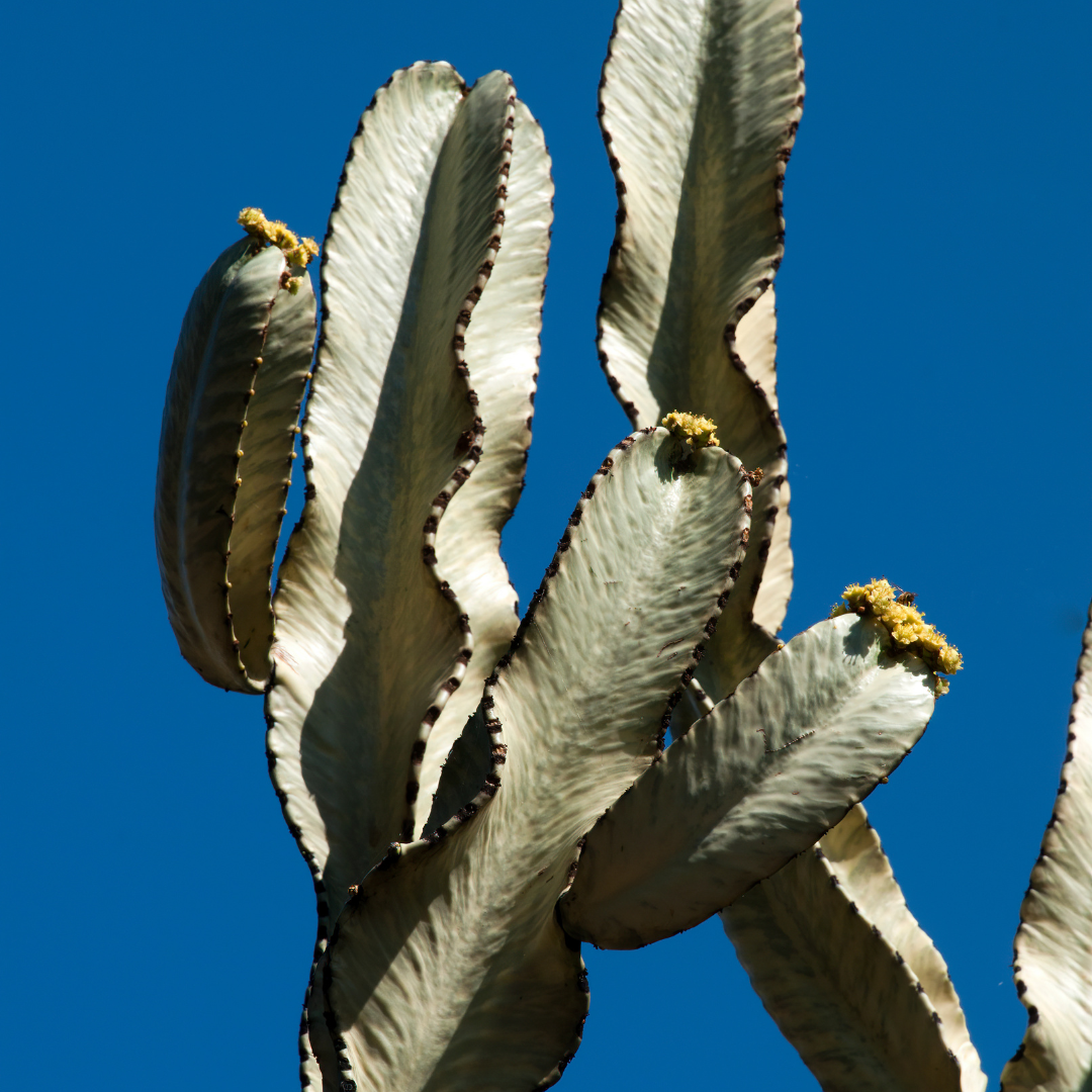 Lucky Cactus - Variegated