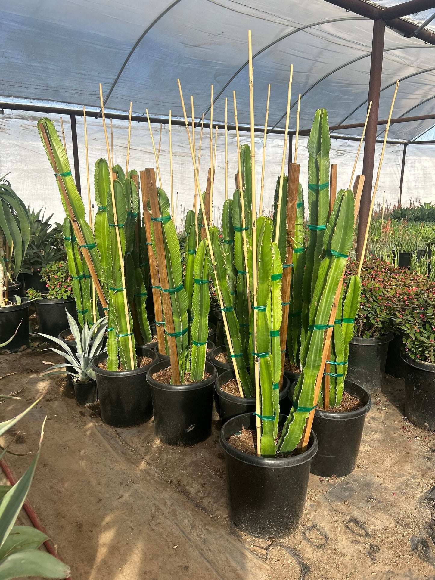 Lucky Cactus (Euphorbia ingens) - 10/15 Gallon