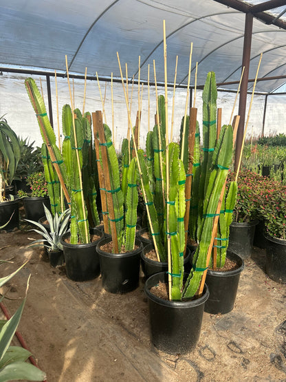 Lucky Cactus (Euphorbia ingens) - 10/15 Gallon