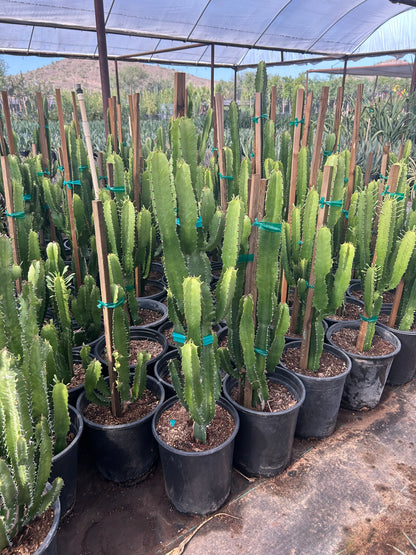 Lucky Cactus
