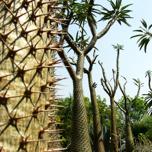 Madagascar Palm