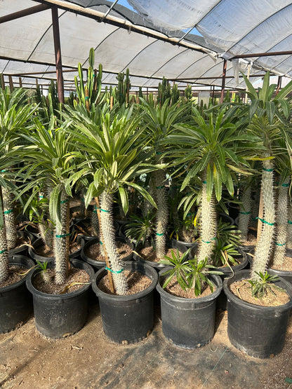 Madagascar Palm - Pachypodium lameri