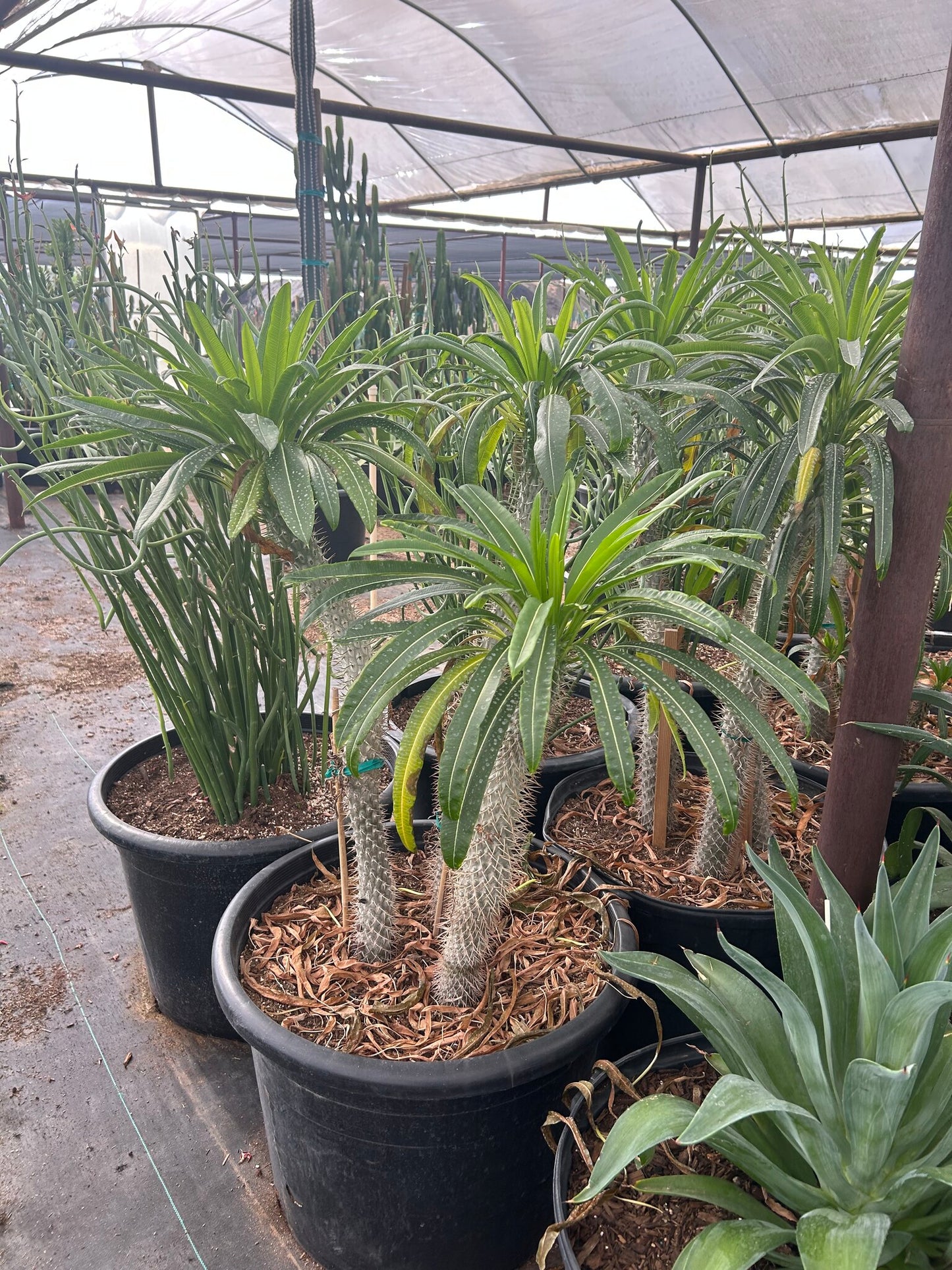 Madagascar Palm - Pachypodium lameri