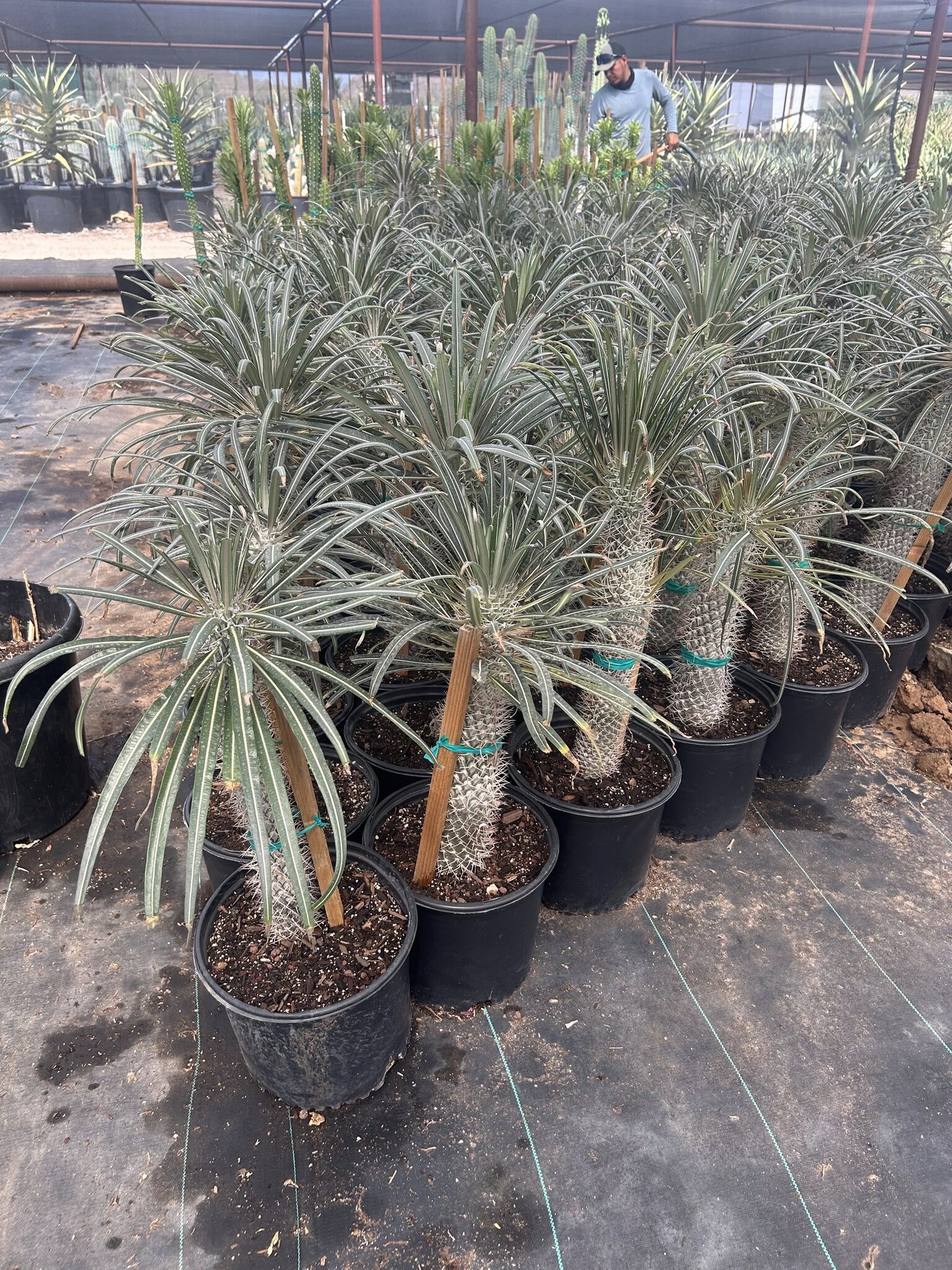 Madagascar Palm - Pachypodium lameri