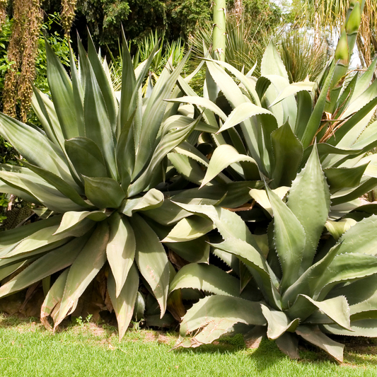 Maguey de Pulque