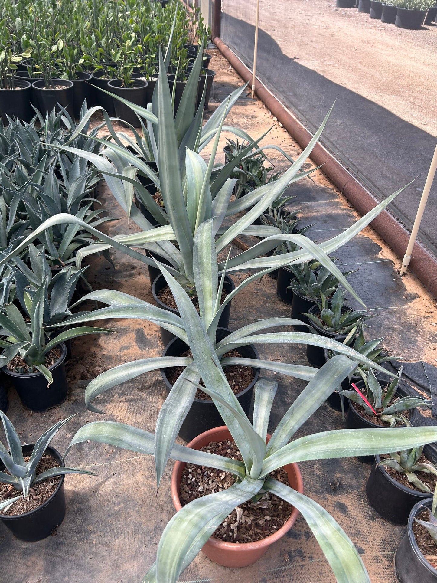 Majestic Agave
