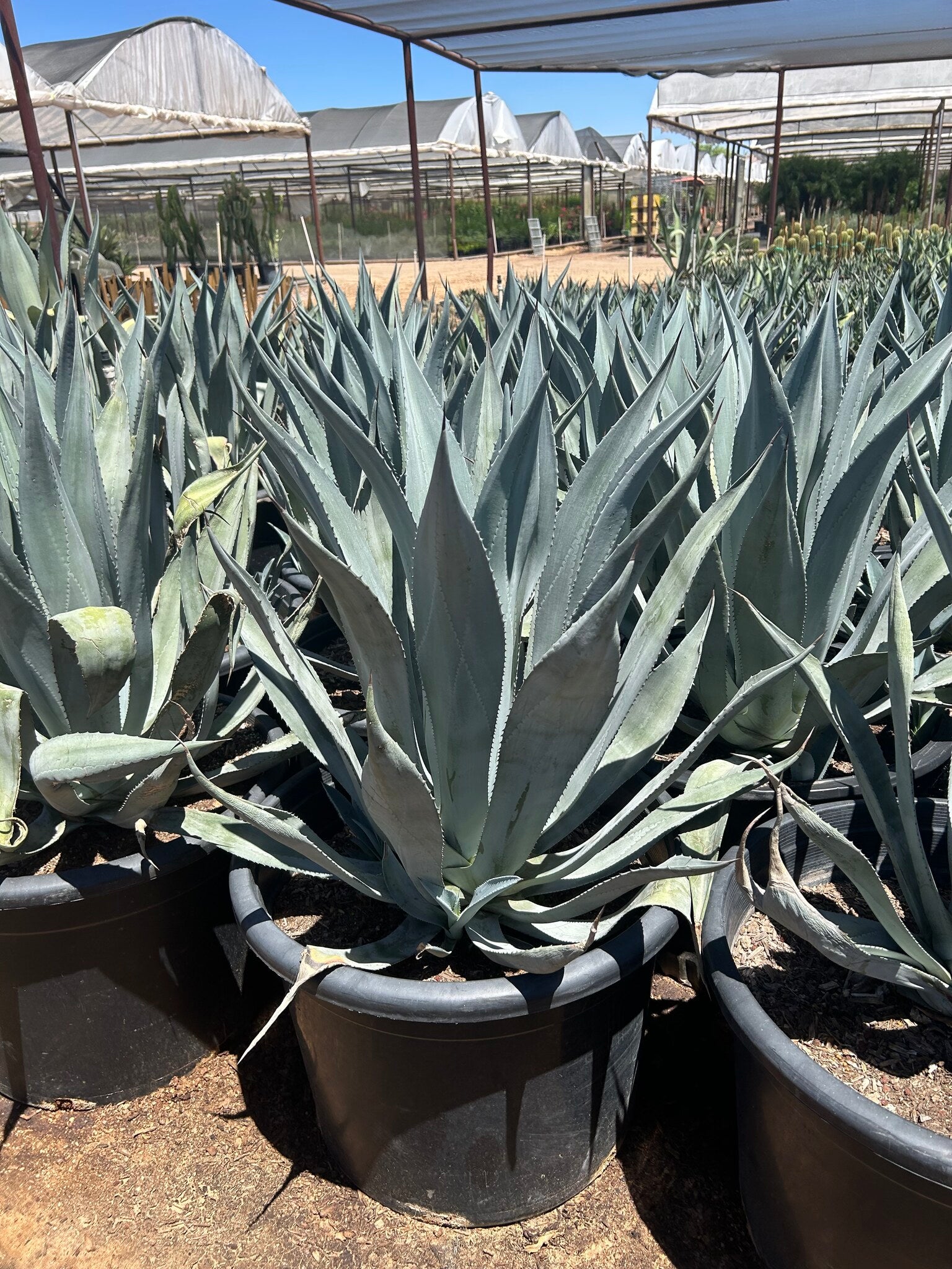 Majestic Agave - 24"/25 Gallon
