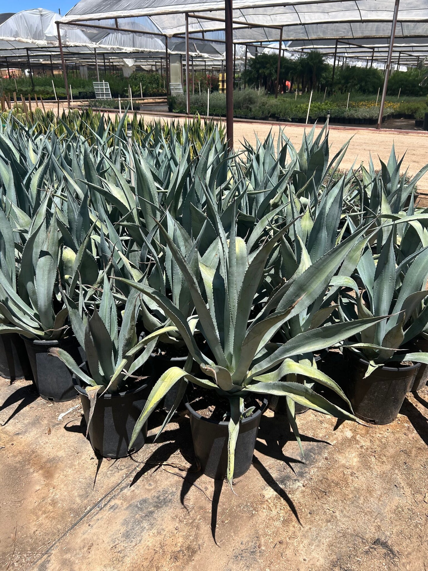 Majestic Agave - 3/5 Gallon
