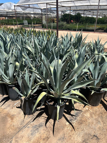 Majestic Agave - 3/5 Gallon
