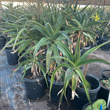 Malagasy Tree Aloe