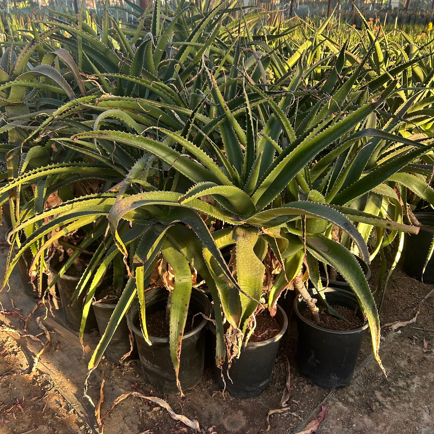 Malagasy Tree Aloe