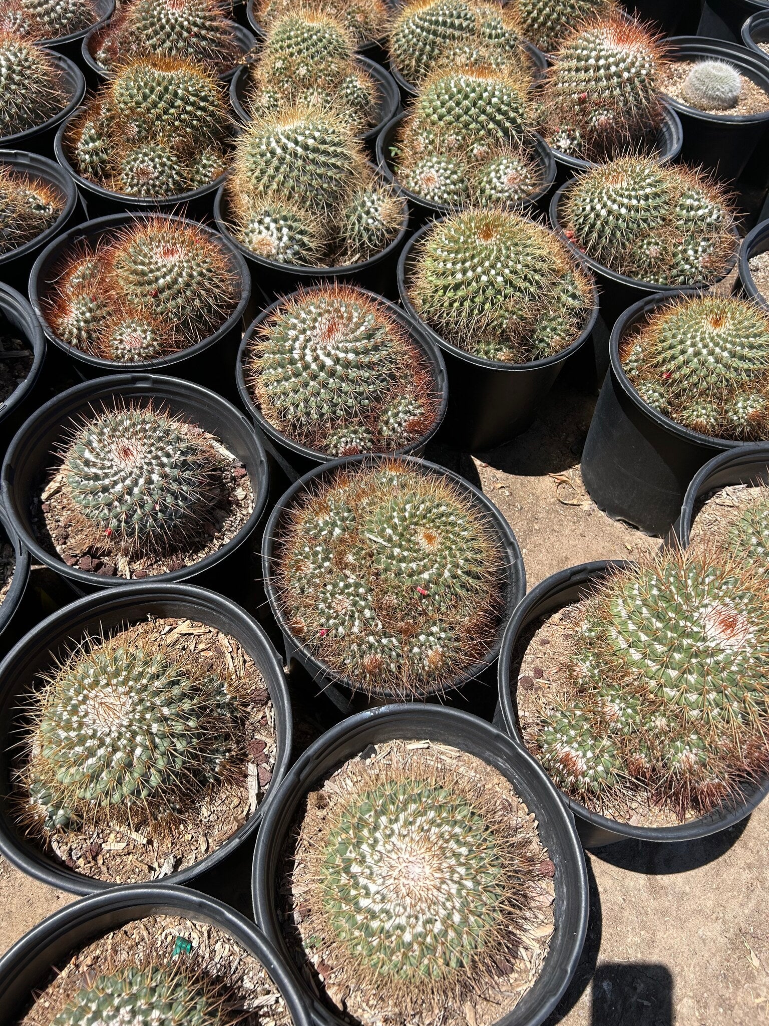 Mammillaria melanocentra - 3/5 Gallon