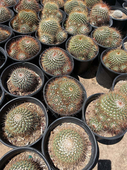 Mammillaria melanocentra - 3/5 Gallon