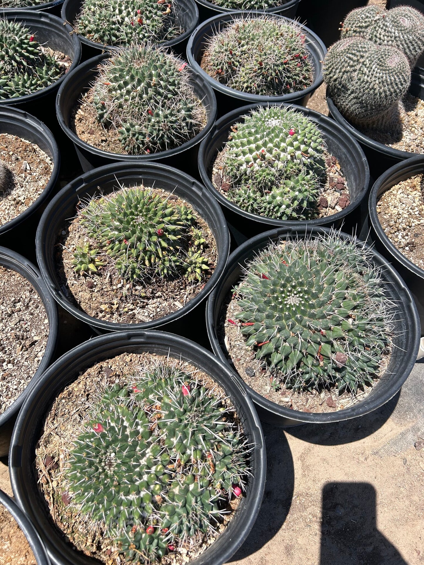 Mammillaria mystax - Green - 3/5 Gallon