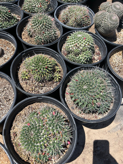 Mammillaria mystax - Green - 3/5 Gallon